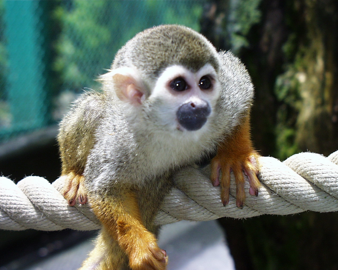 Обезьянка: &laquo;Это мой год!!!&raquo;